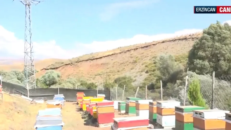 Tescilli Geven balında sağım zamanı!