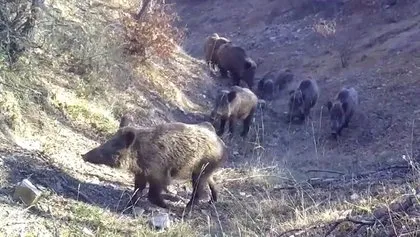 Belgeselleri aratmayan görüntüler Kırıkkale’den! Vaşak, karaca, su samuru böyle görüntülendi