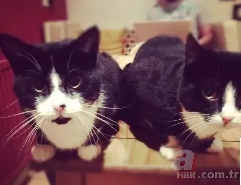 Kayıp Kedinin 9 Yıllık Gizemi Çözüldü: Sahte Kimlikle Yaşıyormuş! 9