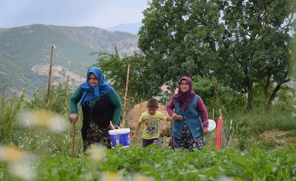 manisada-papatya-hasadi-basladi-gunluk-kazanclari-600-tl-1653893220549.jpg Manisa’da papatya hasadı başladı! Günlük kazançları 600 TL - 1