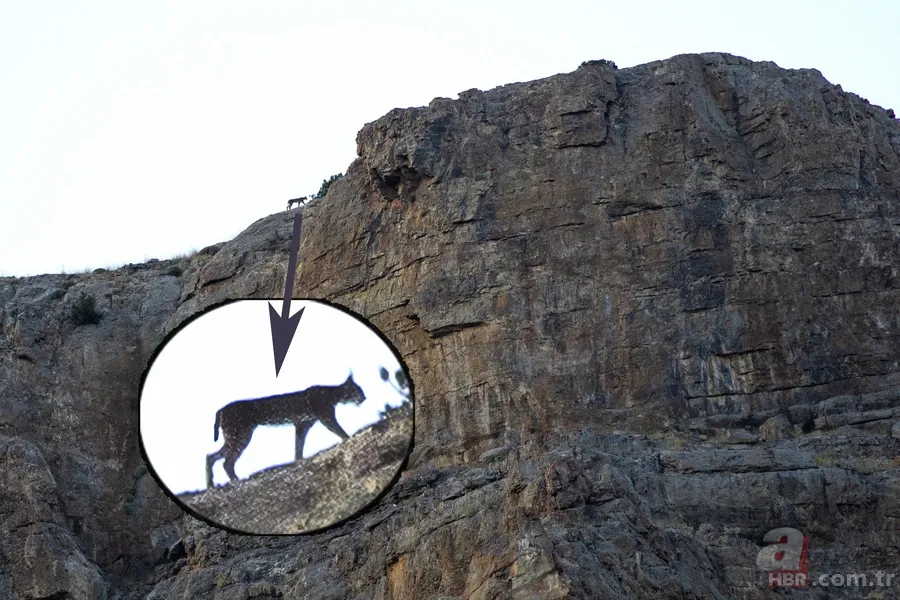 Görüntüler Trabzon’dan! Ender rastlanan türler Of’ta ortaya çıktı 8