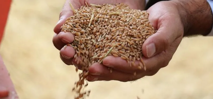 Dünyanın sadece 26 günlük buğdayı kaldı
