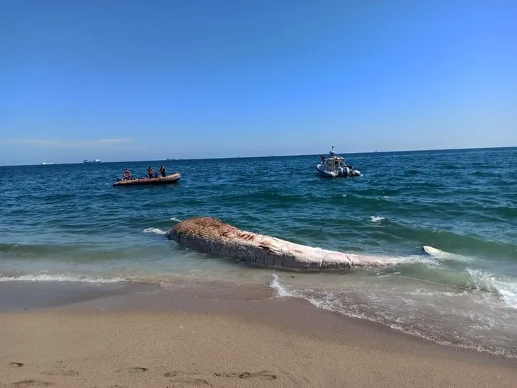 Mersin’de kıyıya vurdu! Metrelerce uzunlukta...