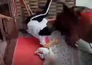 Anne ve bebeğine bufalo saldırdı