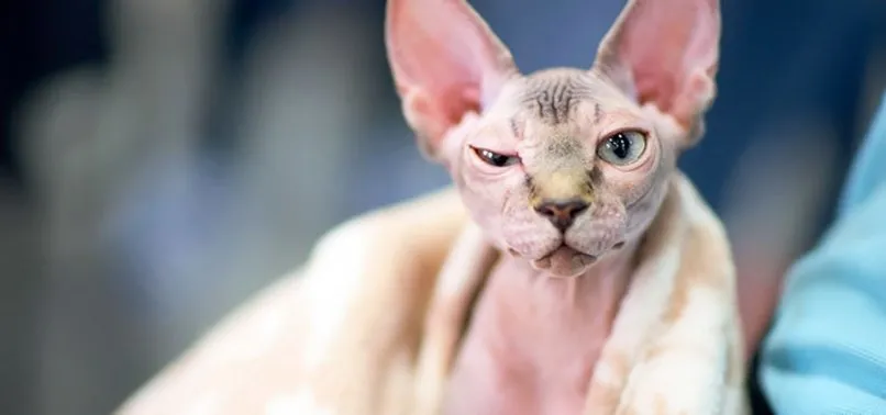 700 dolara aldigi tuysuz kedi tuylu bir kedi cikti a haber en son haberler