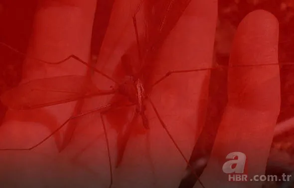 Yüzlerce insanı öldüren katil! Hava karardığında... 1