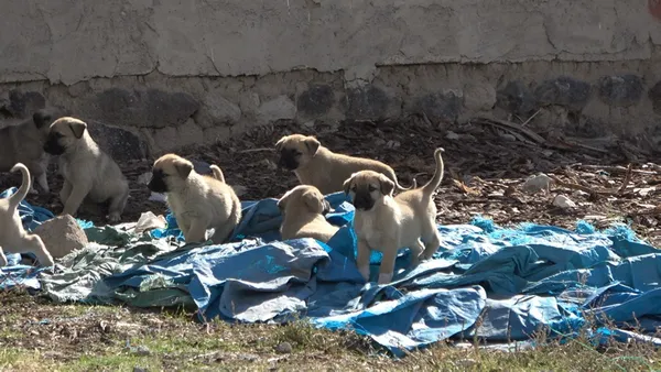 Bitlis halkı tedirgin! Kuduz vakasının yaşandığı bölgede başıboş köpekler tehlike saçıyor - 4