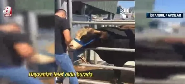 CHP'li belediyeler bayramı halka zehir etti! İstanbul'da kurban kesim rezaleti kamerada! Vatandaş isyan etti - 5