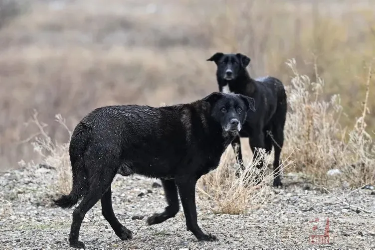 Tunahan Yılmaz'ın son durumu nasıl? Ankara'da sokak köpeklerinin saldırısına uğramıştı... 5