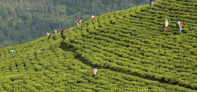 Organik çay tarımına geçiliyor