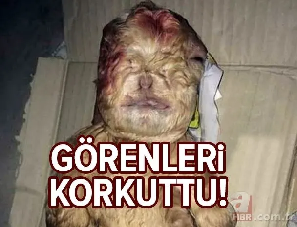 Balıkçının ağına takıldı! Görenleri şoke etti! Gözleri burnunda insan yüzlü köpek balığı