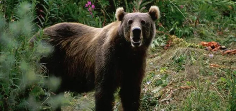 Muğla'da dehşet! Ayılar paramparça etti