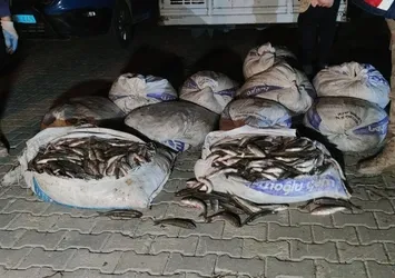 Van'da 1,8 ton inci kefali ele geçirildi