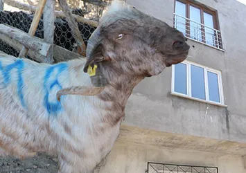 Bursa'da inanılmaz olay... Gökten kafasına keçi düştü
