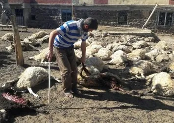 Kurtlar saldırdı, 40 koyun telef oldu