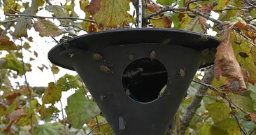 Ordu’da fındık için kırmızı alarm! Kahverengi kokarcaya karşı samuray arısı