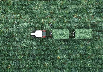 Bafra Ovası'nda beyaz lahana hasadı başladı