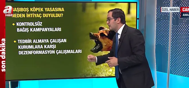 AK Parti’nin yasa taslağına A Haber ulaştı! İşte başıboş köpek düzenlemesinde detaylar