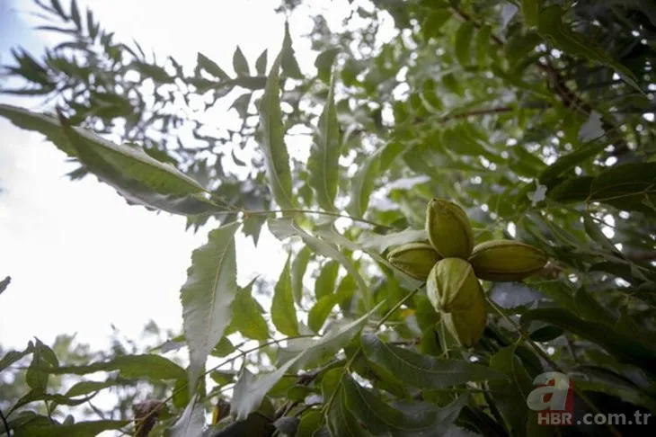 Öyle bir iş kurdu ki paraya para demiyor! Bu iş için mühendisliği bıraktı! Çok basit... 12