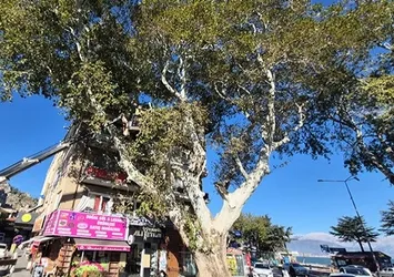 Anıt ağaç bakıma alındı