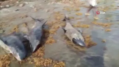 Onlarcası kıyıya vurdu! İnceleme başlatıldı