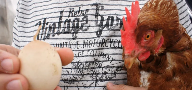 Yumurtadaki 'kuyruk' şaşırttı