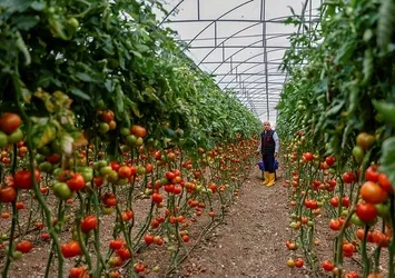 Sebze-meyvede yük çiftçide para aracı ve markette