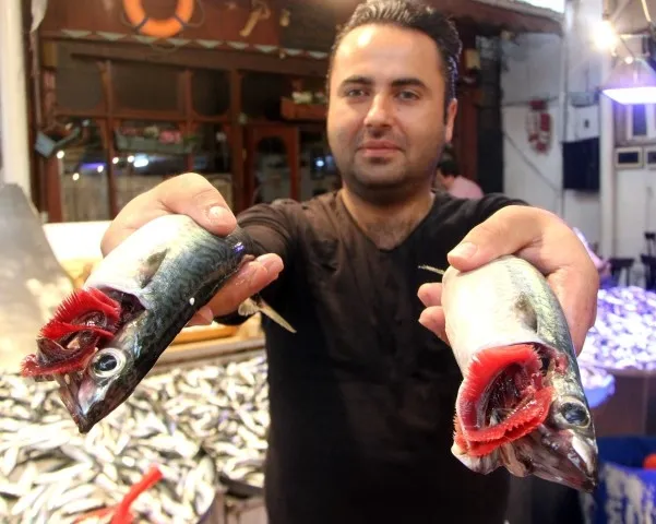 Sezon açıldı hamsi 15 liraya düştü - 2