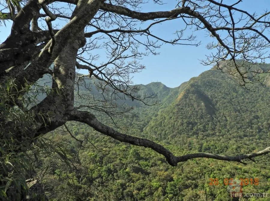 Yeni bir tür keşfedildi! Bilim insanları şaşkın! Sadece 200 tanesi hayatta 4