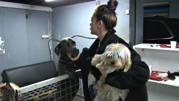 caniligin-boylesi-kadikoyde-kopege-vuran-sofor-arkasina-bakmadan-kacti-1640937452916.jpg Caniliğin böylesi! Kadıköy’de köpeğe vuran şoför arkasına bakmadan kaçtı - 2