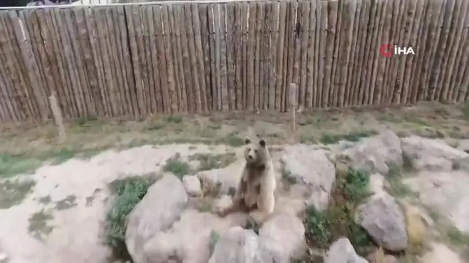 Ayıların drone ile imtihanı! Bakın ne yaptılar