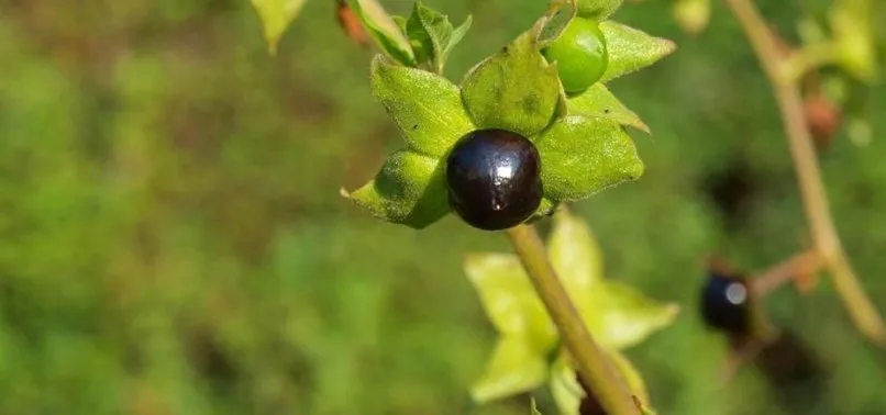 Güzelavrat otu zehirlenmesi belirtileri nelerdir? Güzelavrat otu nedir? Güzelavrat otu etkileri neler?