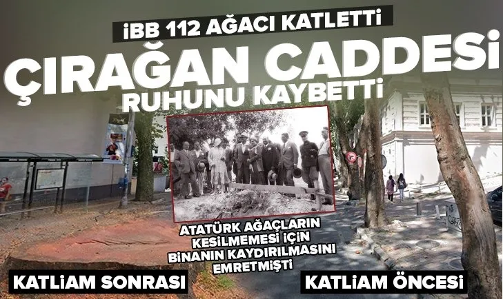 İstanbul’un bir güzelliği daha yok oldu! CHP’li İBB Çırağan Caddesi’ndeki 112 ağacı kesti! Sözde çevreciler sessiz