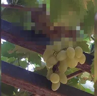 Son dakika: Asmadan gelen sese bakınca neye uğradığını şaşırdı! Bakın kim suçüstü yakalandı?