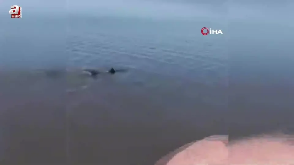 Karaya vuran yunus kurtarıldı