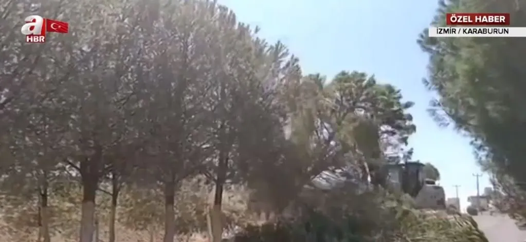 Chp Li Belediyeden Izmir Karaburun Da Aglatan Doga Katliami Genc Kiz Gozyaslari Icinde Izledi