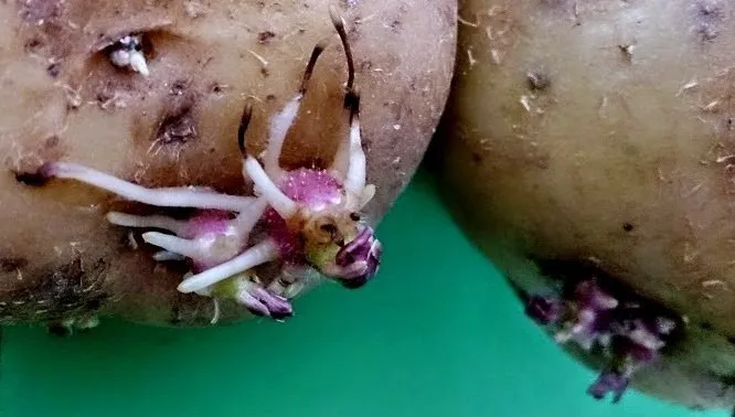 Dikkat! Bu patates ölüme neden oluyor