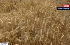 Adana’da yılın ilk buğday hasadı!