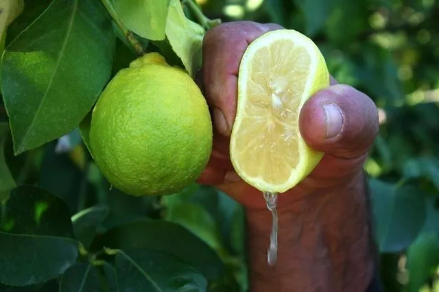 Limonun bir faydası daha ortaya çıktı! Eğer limonun suyunu...
