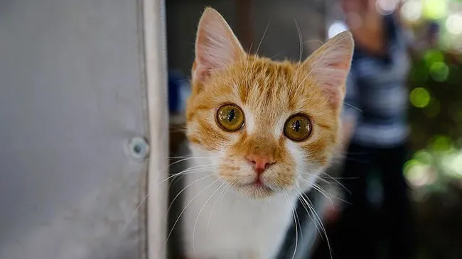 Ankara’da belediye bakımevinde ’20 kediye ötanazi’ yapıldı! Personelin iş akdi sonlandırıldı