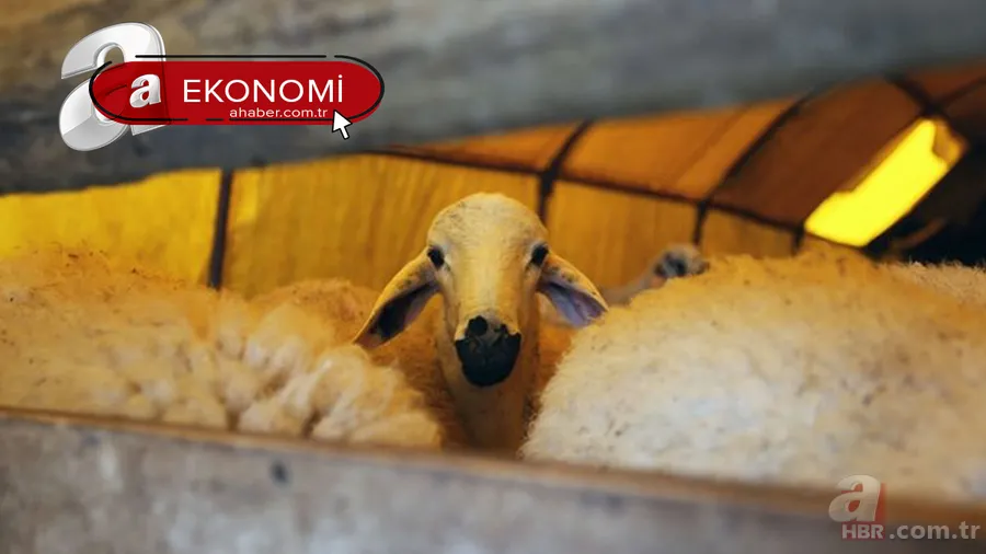 Kurbanlık fiyatları son dakika il il açıklandı: 2022 koyun, keçi, dana fiyatları ne kadar, kaç TL oldu? Büyükbaş, küçükbaş... 1