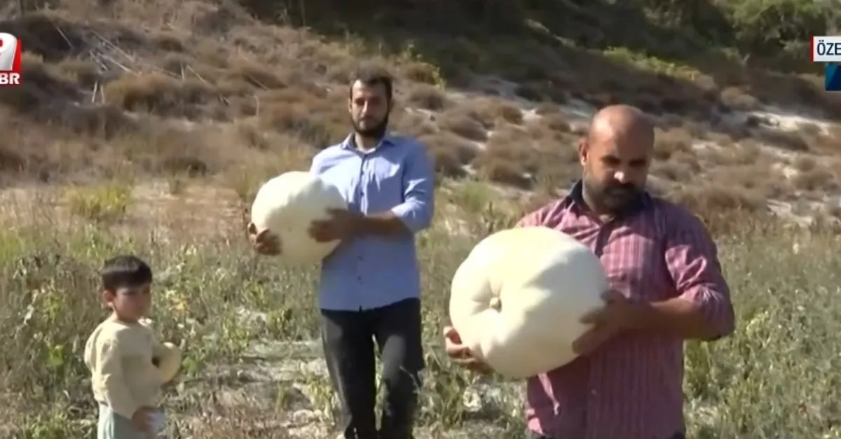 Bal kabağının tarladan sofraya yolculuğu!