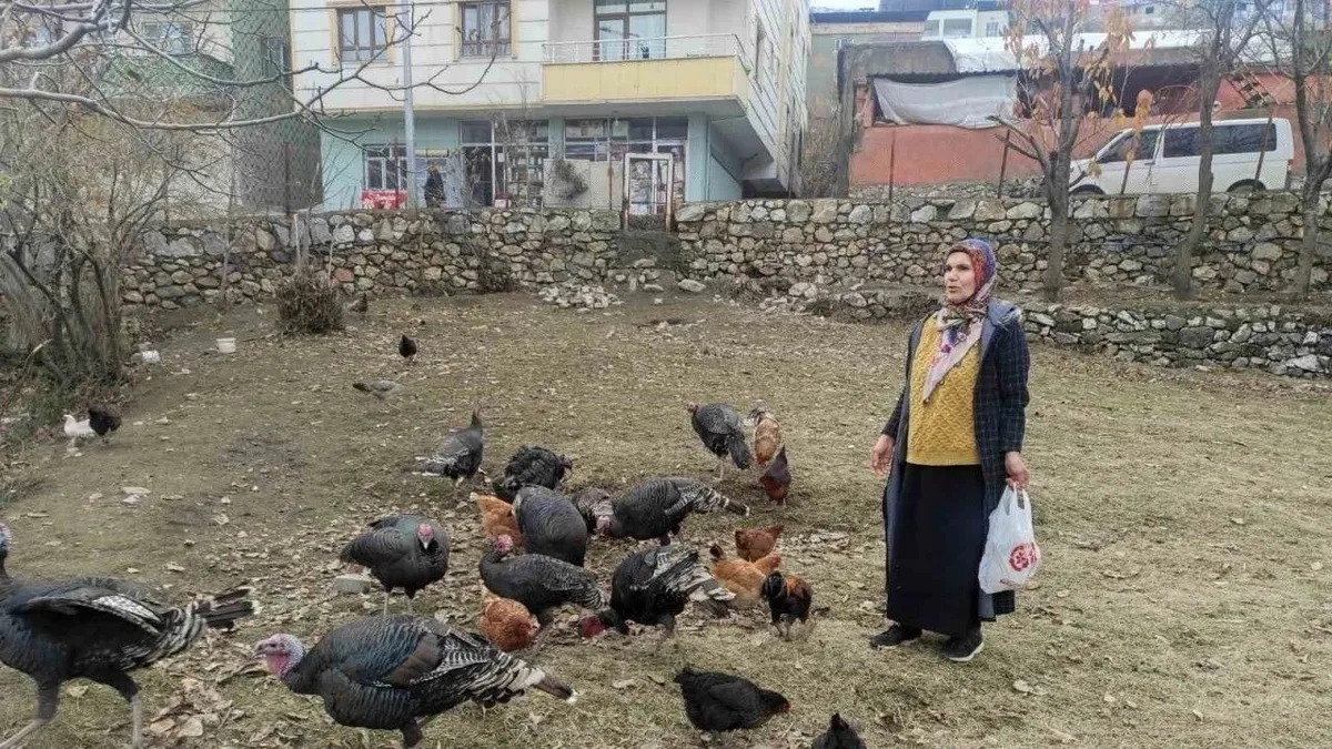Sokak köpekleri 60 yaşındaki kadının beslediği hindileri telef etti