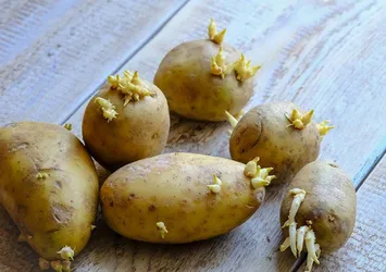 Filizlenen patates ölüme neden oluyor!