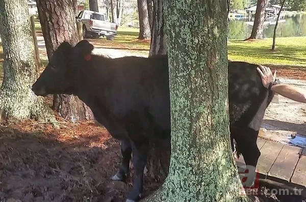 Onları görenler şaştı kaldı! 2