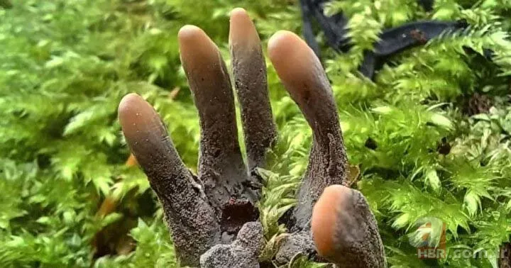 Ormanda yürüyüş yaparken karşısına çıktı! Ölü adamın parmakları kan dondurdu 5