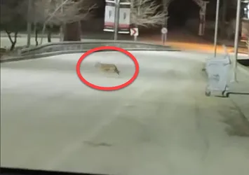 Sürü halinde ortaya çıktılar! Vatandaşlar böyle görüntüledi