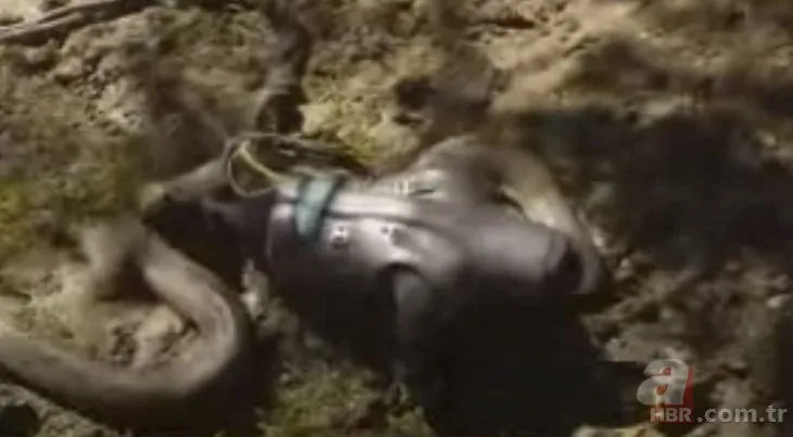 Anakonda yılanı belgeselci Paul Rosolie’yi canlı canlı yuttu! Dehşet anlarını arkadaşları kameraya aldı