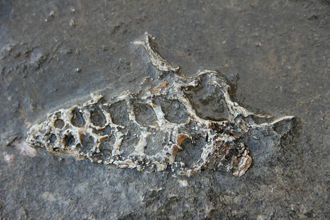 Adıyaman’da ava giden vatandaş kaya parçasında 70 milyon yıllık fosil bulundu