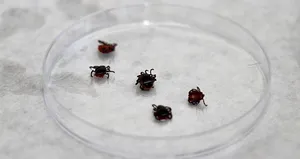 Kenenin ısırdığı çocukta KKKA görüldü!